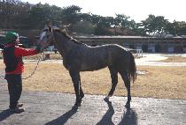 ��Űȸ�� (LUCKY HOESAENG) ����