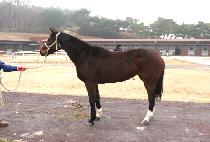 ������ (SAE YEONGGWANG) ����