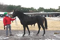 �����ĳ� (STEPHANO) ����