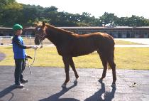 ���׽�Ÿ (RUNNING STAR) ����