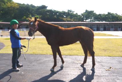 ���׽�Ÿ ����