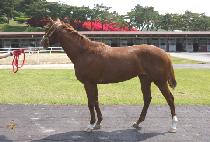 �Ŀ�¯ (POWER JJANG) ����