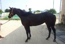 �߻���� (YASAENG KWAEGEOL) ����