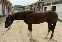 ǻ���Ʈ (PURE SMART) ����