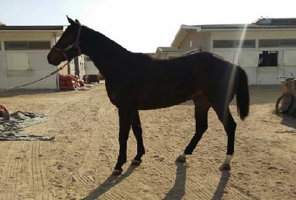 �̷���Ÿ ����