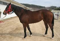 õ����ž (CHEONJI GEOTAP) ����