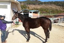 �ο����� (ROYAL WISH) ����