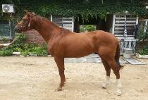 ������ǳ (GUMPO POKPUNG) ����