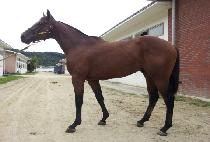 �屺�ǾƵ� (JANGGUNEUI ADEUL) ����