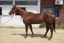 ������� (YONGMAENG JILJU) ����