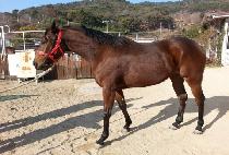 �������� (MYEONGRYANGHAEJEON) ����