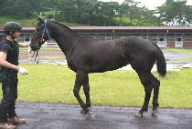 ������ (BLACK QUEEN) ����