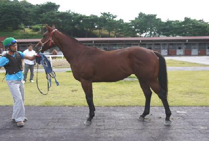 �����̾� ����