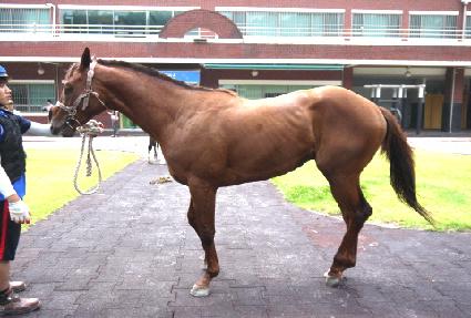 �����̾� ����