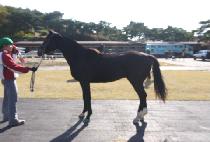 ų�� (KILLER) ����