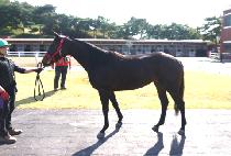 ����ȣ�� (PICO HOPE) ����