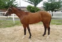 ���̽����ǵ� (ACE SPEED) ����