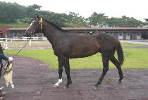 ��Ƽ�� (NAUGHTY ONE) ����