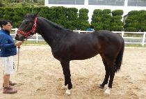 �ڸ������� (KOREA HUNTER) ����