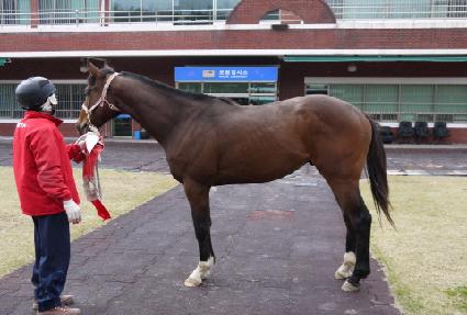 �ϳ����¾� ����