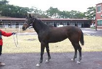 ������ (NON STOP) ����