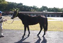 ���ڿ� (SAJAWANG) ����