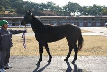 ���̷����� (SIREN STORM) ����