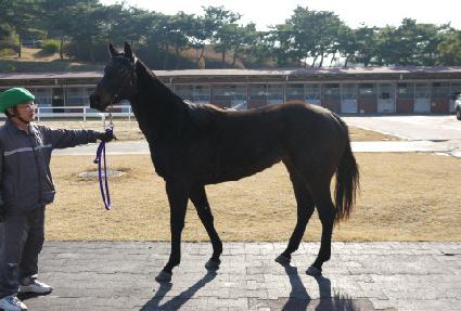 ���̷����� ����