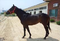 õ���ְ� (CHEONJI CHOEGANG) ����