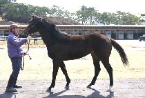 ���³���ī�� (MONTANA SKY) ����