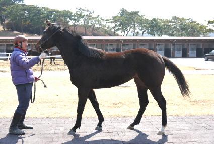 ���³���ī�� ����