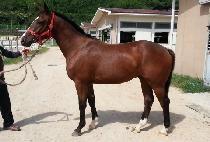 õ�Ͽ��� (CHEONHA OREUM) ����