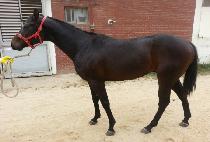 ������ (HIDDEN GOLD) ����