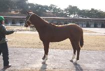 ������� (UNAM JILJU) ����