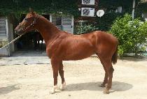 ��������� (BURNING HERO) ����