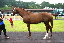 ���Ÿ���Ÿ (LUXURY STAR) ����