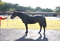 ������ (FARM HILLS) ����