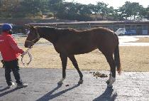 ���簡��� (BLUE GUARDIAN) ����