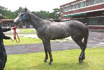 ���̽��÷��� (ACE PLOIT) ����