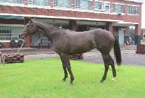 ���ϵ��� (DUHA DECO) ����