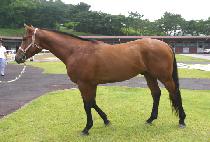 īư������ (COTTON PRINCE) ����