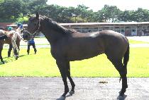 �ذ��̺����� (HAEGACHI BINNARI) ����