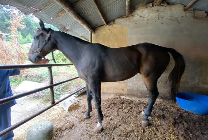 ���������̾��ڸ� ����