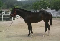 ���ǵ���� (SPEED VICTOR) ����