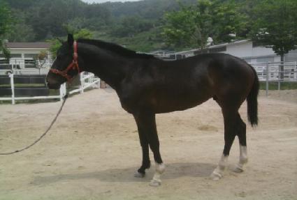 ���ǵ���� ����