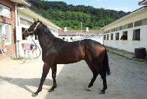 ���÷���� (SPLENDID) ����