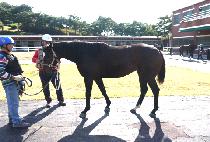 �νó��� (ROCINANTE) ����