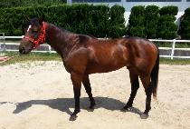 ����Ʈ (IMPACT) ����