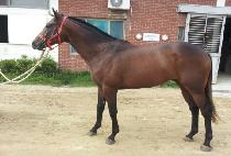 �����ǹٴ� (JILJUUI BADA) ����