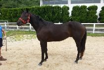 Ǫ�����̽� (PUREUN ACE) ����